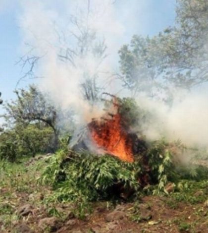 Destruyen 20 mil plantas de mariguana en Aguascalientes