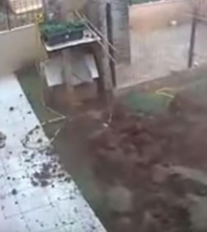 Hay talento… Hombre explota su jardín para eliminar plaga de cucarachas (video)