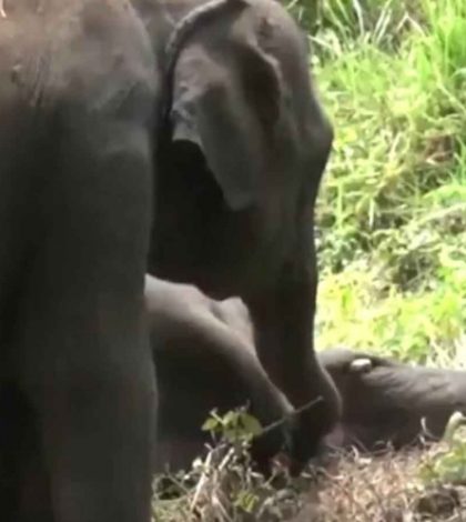 Desolador: Bebé elefante intenta despertar a su mamá muerta