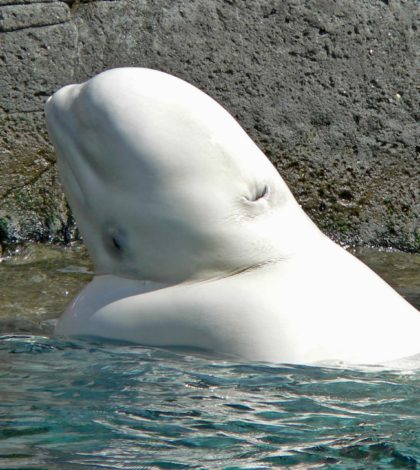 ¡Sorprendente! Marinero juega  con una beluga en medio del océano
