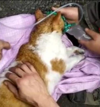 Bombero ruso salva la  vida de un gato intoxicado por  el humo de un incendio