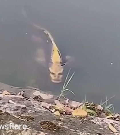 Encuentran en un lago pez  con cara de humano