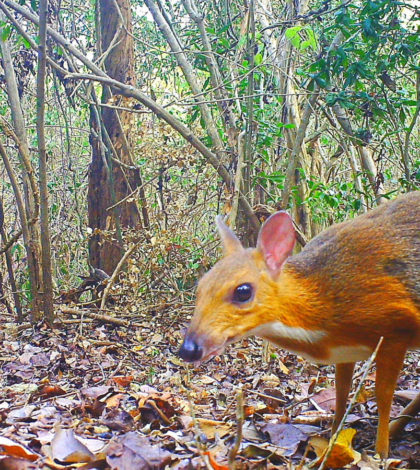 Primer ‘ciervo ratón’ vietnamita en 30 años: reaparece un animal que se creía extinguido