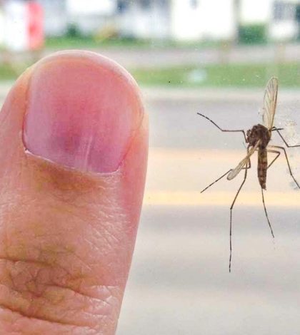 Un estudio reveló por qué los mosquitos pican más a unos que a otros
