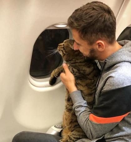 Engaña a aerolínea para viajar con su gato obeso en el avión