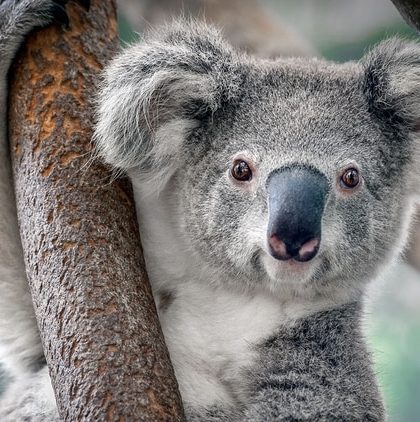 El koala está en peligro  de extinción
