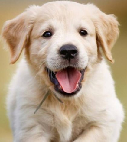 Perro asombra a veterinarios con  marca de nacimiento