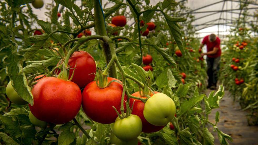 Preocupa A Productores De Tomate Aranceles En Estados Unidos – El