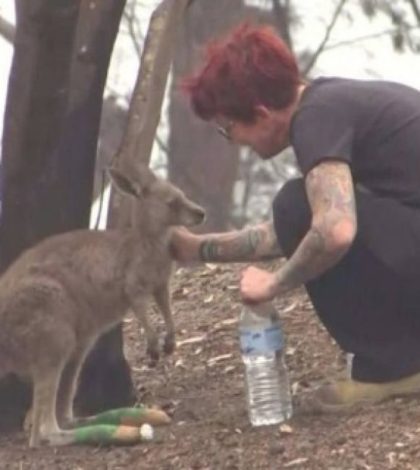Mujer australiana se derrumba al  perder su refugio de canguros