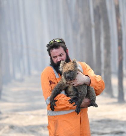 Sacrifican a animales que sufrieron quemaduras en incendios forestales