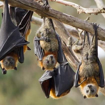 Razones por las que los murciélagos posan boca abajo