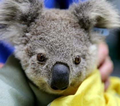 Incendios en Australia: los millones de koalas y otros animales que han resultado afectados