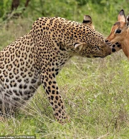 Leoparda juega y acaricia a una cría de impala