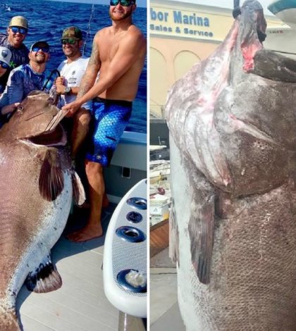 Un mero de casi 160 Kg capturado  en Florida tenía 50 años