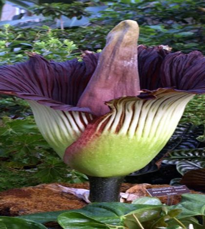 La flor más grande del mundo huele a cadáver