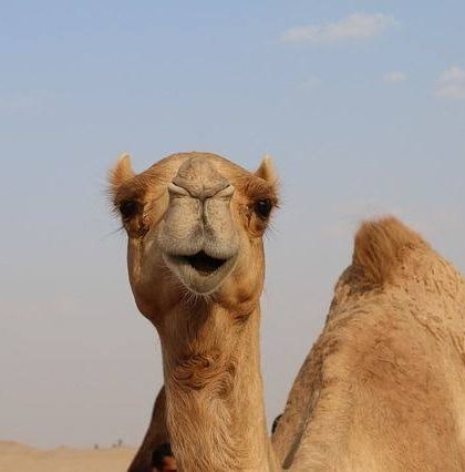 Camello sonriente Un tren llega dos horas tarde por… un camello que trotaba en las vías