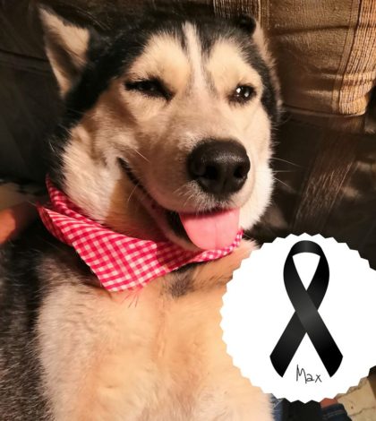 Muere Max, el perro que vendía cupcakes para pagar sus quimioterapias