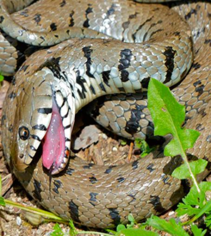 Se capta el nacimiento de una serpiente y el momento se hace viral