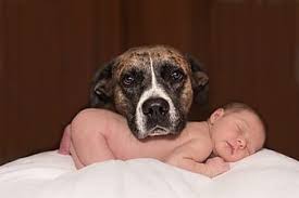Bebé y su perro protagonizan el Tik Tok más bello del mundo