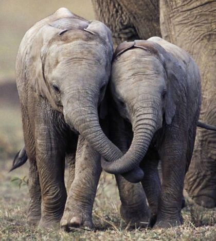 Elefante se integra a la lista  de animales en peligro de extinción