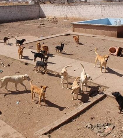 Rescatan a 28 perros de rastro canino en Chihuahua (video)