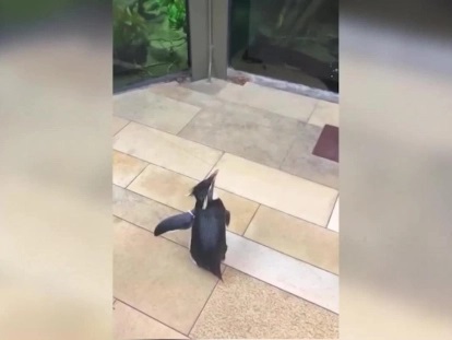 Pingüino cautiva al pasear en acuario cerrado por coronavirus