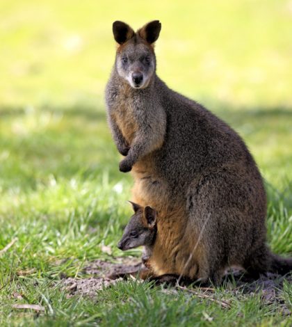 Canguro Wallaby: especie que puede estar embarazada todo el año
