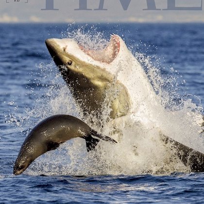 Tiburón sorprende en salto y se come a foca