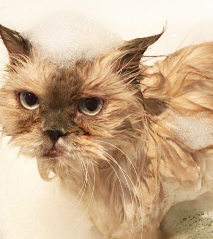 La épica reacción de un gato al tomar un baño