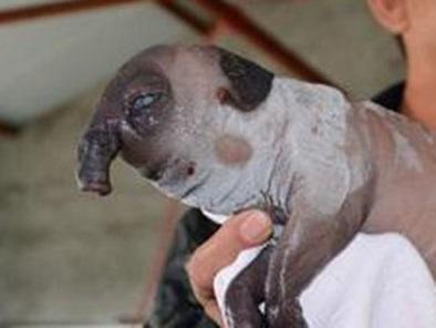Insólito, nace cerdo con trompa de elefante en China