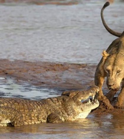 León pelea a muerte  contra cocodrilo, inesperado final