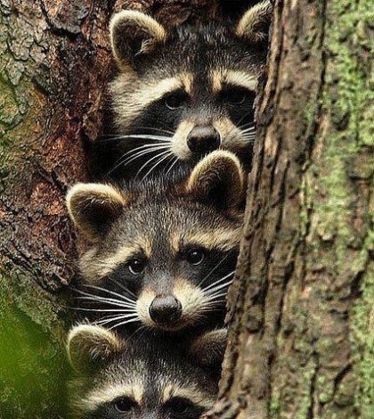 Familia de mapaches ayuda a su bebé para trepar una pared