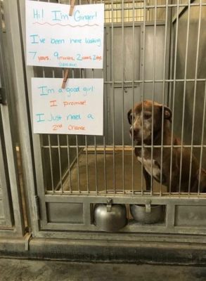 La historia de una perra que esperó 7 años para ser adoptada