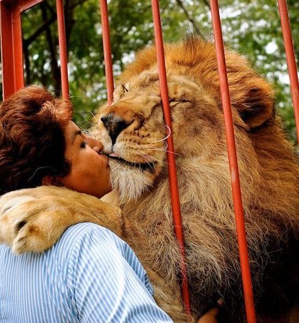 León moribundo y su gran esfuerzo por abrazar y besar a cuidadora