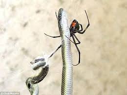 Una serpiente lucha por su vida contra una telaraña