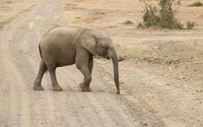 Elefante endemoniado es derribado por molestar a unas aves