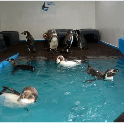 Coronavirus permite a pingüinos ‘pasear’ por acuario (video)
