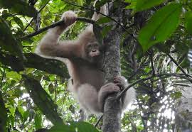 Avistan en Borneo al único orangután albino en el mundo