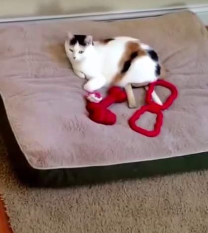 Perro saca al gato de su cama con épico y gracioso método (video)