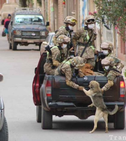 Soldados rescatan perritos sin  hogar durante cuarentena; son virales