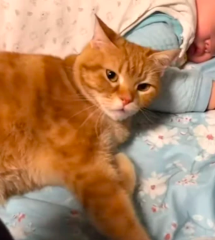 Llega a casa y encuentra conmovedora escena entre el gato y su bebé (video)