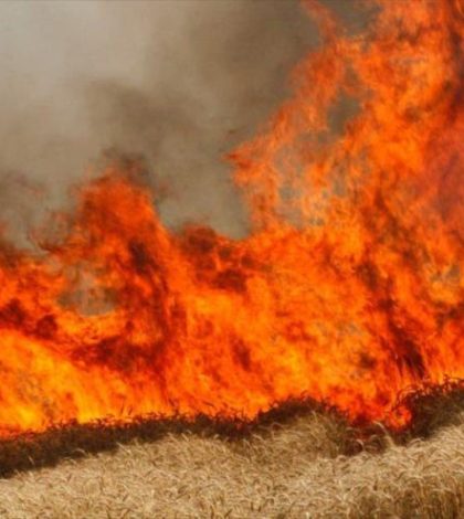 Helicópteros de EEUU queman  20 hectáreas del trigo de Siria