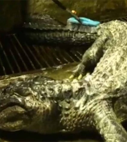 Muere supuesta mascota de Hitler, un cocodrilo de 84 años