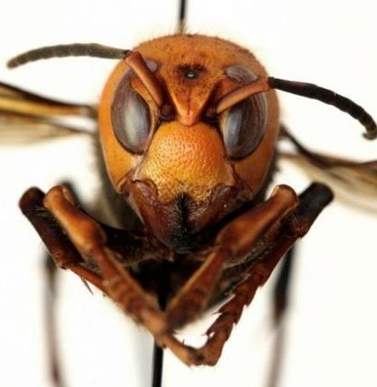 El avispón gigante asiático no llegará a México: Experto UNAM