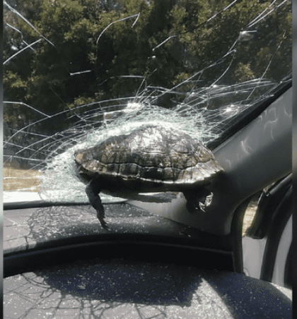 Tortuga iba a toda «velocidad» y se estrella contra un auto