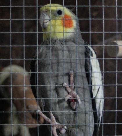 Matan a niña de 8 años por  liberar a pericos de su jaula