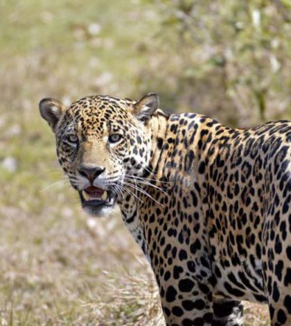 Por primera vez registran un jaguar libre en Zacatecas