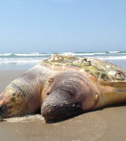 Muerte de tortugas caguama, abre nuevo frente para embargo pesquero de EU
