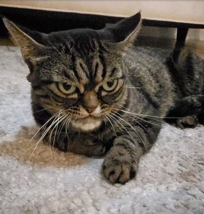 Gata malhumorada en Instagram es la nueva «Grumpy Cat»