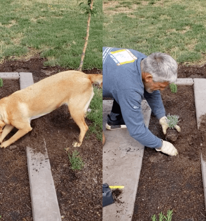 Hombre usa a su perro como excavadora para sembrar plantas